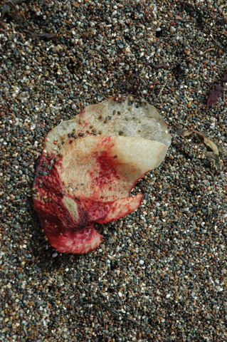 Moonstone Beach 024.jpg